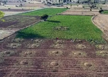 Şeker pancarında imece usulü hasat