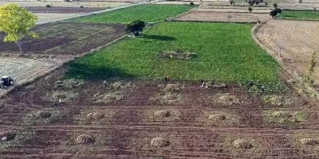 Şeker pancarında imece usulü hasat