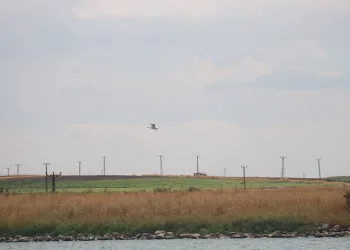 Diyarbakır’da 300 kuş türü tehdit altında