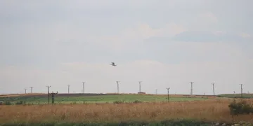 Diyarbakır’da 300 kuş türü tehdit altında