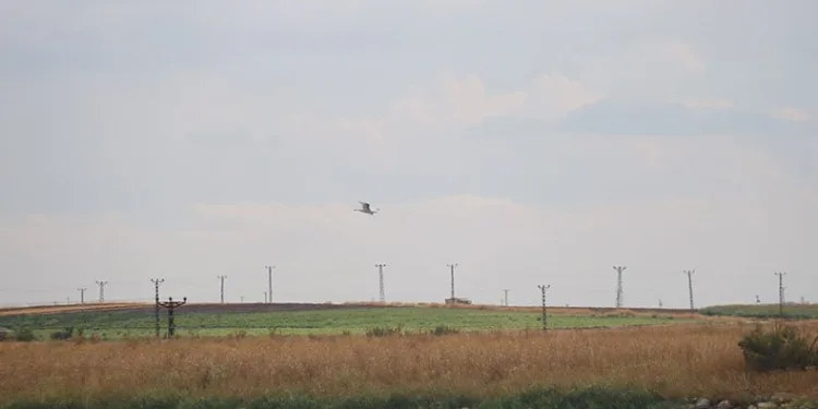 Diyarbakır’da 300 kuş türü tehdit altında