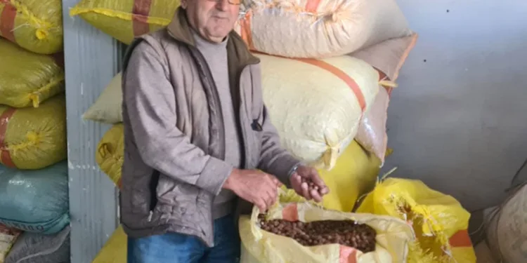 Fındık 125 lirayı görecek