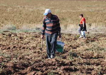 Patates hasadı sona erdi