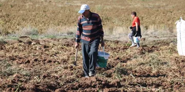 Patates hasadı sona erdi