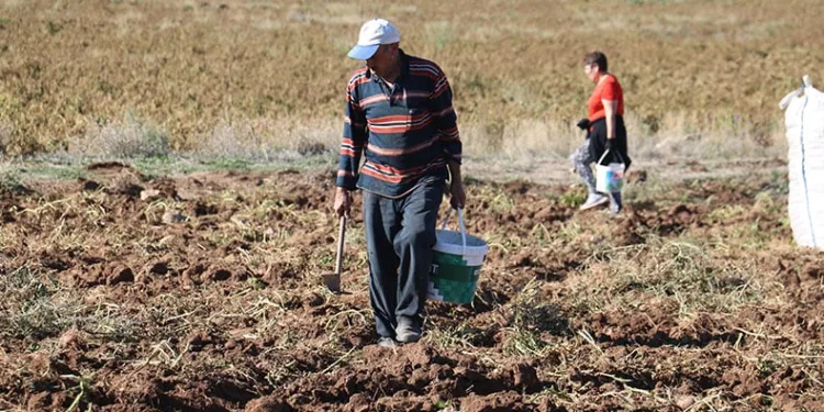 Patates hasadı sona erdi