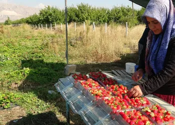 Kilosu 50 lira, siparişlere yetişemiyorlar