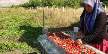 Kilosu 50 lira, siparişlere yetişemiyorlar
