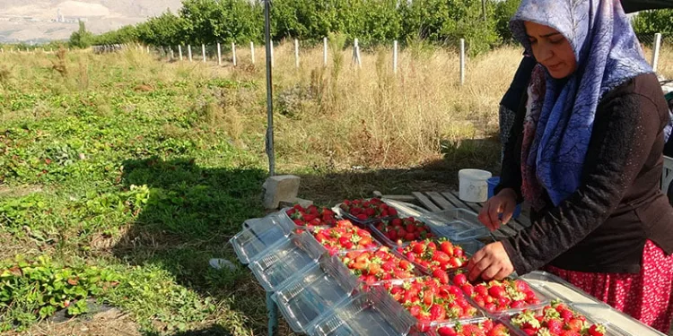 Kilosu 50 lira, siparişlere yetişemiyorlar