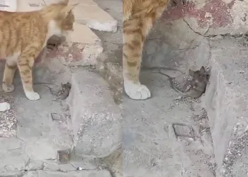 Yem olmamak için ölü taklidi yaptı