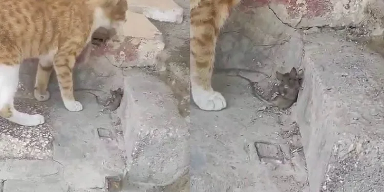 Yem olmamak için ölü taklidi yaptı