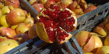 Zivzik narı hasadına başlandı
