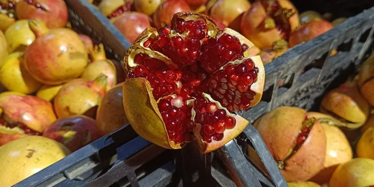 Zivzik narı hasadına başlandı