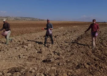 Çiftçiler imece usulü tohumu toprakla buluşturdu