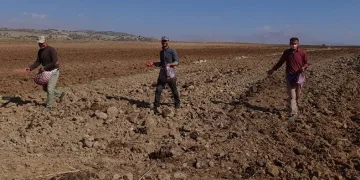 Çiftçiler imece usulü tohumu toprakla buluşturdu