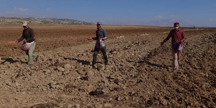 Çiftçiler imece usulü tohumu toprakla buluşturdu