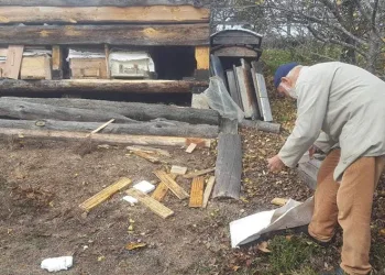 Köye inen ayı, arı kovanlarını parçaladı
