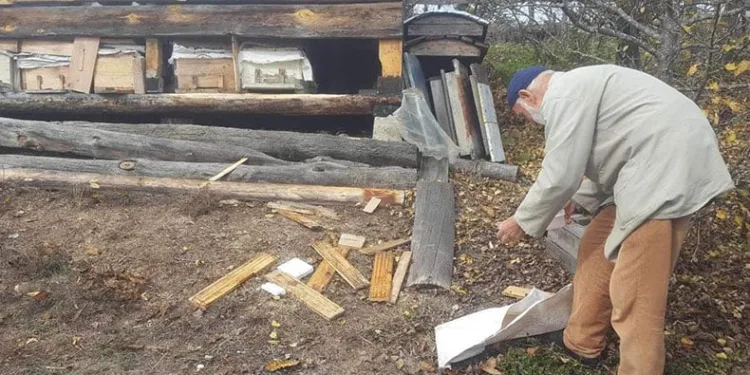 Köye inen ayı, arı kovanlarını parçaladı
