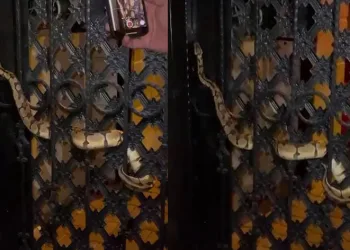 Bahçe kapısındaki piton görenleri şaşırttı