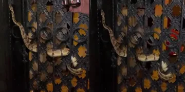 Bahçe kapısındaki piton görenleri şaşırttı