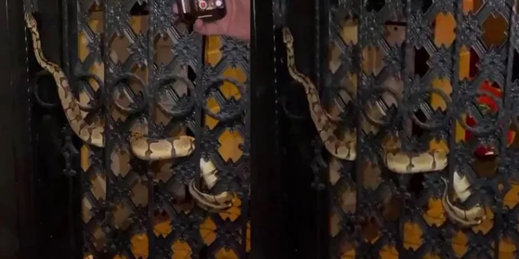 Bahçe kapısındaki piton görenleri şaşırttı