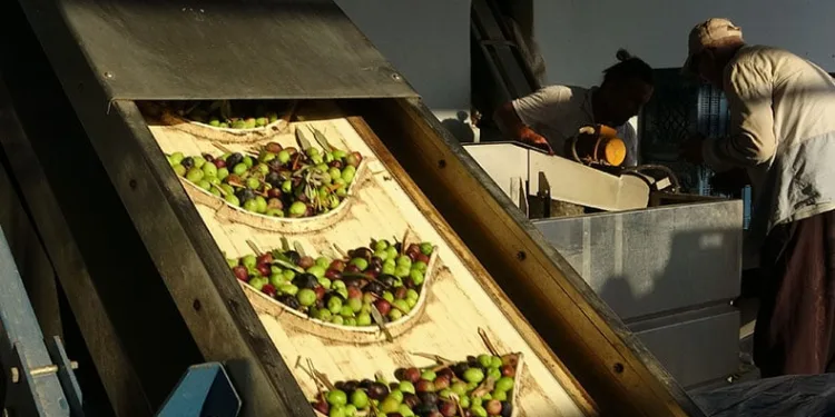 Zeytinin lezzet yolculuğu başladı