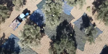 Zeytin hasadı dron ile görüntülendi