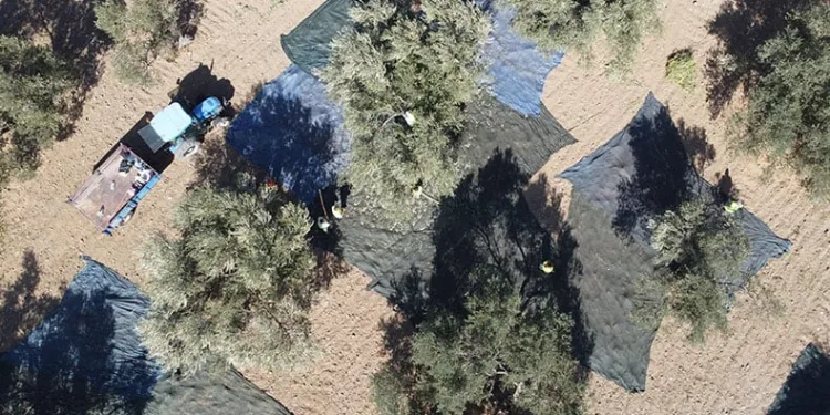 Zeytin hasadı dron ile görüntülendi
