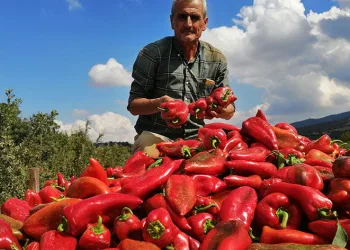 Salihli’de kapya biber bereketi