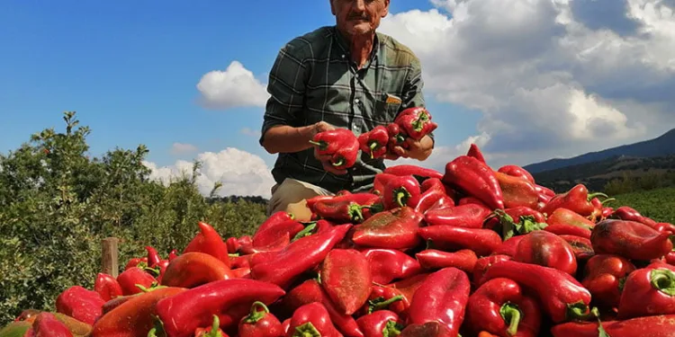 Salihli’de kapya biber bereketi