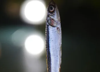 Tescilli ciğer kentinde balık rüzgarı