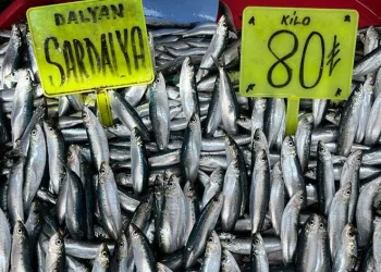 Bandırma’da hamsi bolluğu yaşanıyor