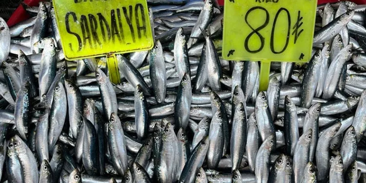 Bandırma’da hamsi bolluğu yaşanıyor