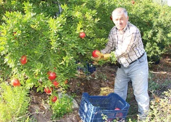 Narda 20 bin ton rekolte bekleniyor