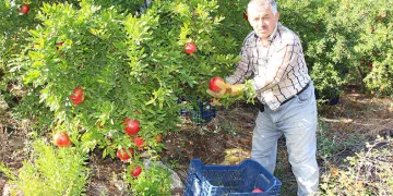 Narda 20 bin ton rekolte bekleniyor