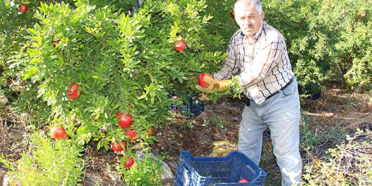 Narda 20 bin ton rekolte bekleniyor