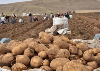 Türkiye’nin patates ambarlarında hasat başladı