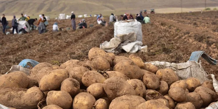 Türkiye’nin patates ambarlarında hasat başladı