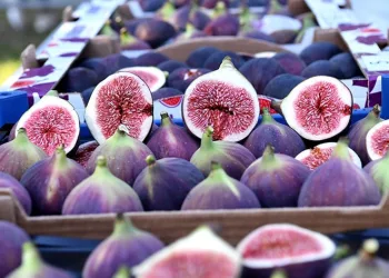 Osmangazi’de siyah incirler yarıştı