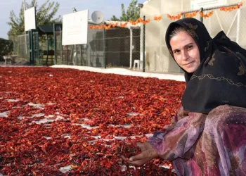 Tarlada isot hasadı yapıldı