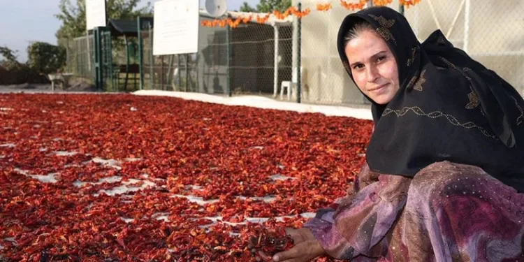 Tarlada isot hasadı yapıldı
