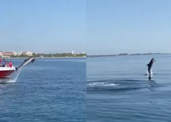 Su sporları teknesine yunus sürprizi