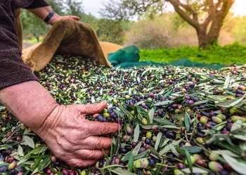 Zeytin ihracatı 100 bin tonu aştı