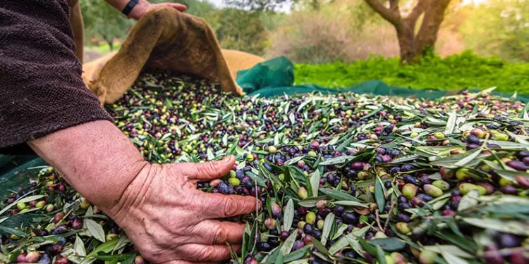 Zeytin ihracatı 100 bin tonu aştı