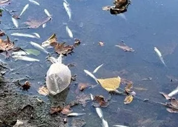 Balık ölümlerinin nedeni belli oldu