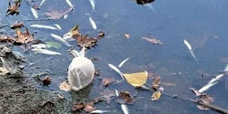 Balık ölümlerinin nedeni belli oldu