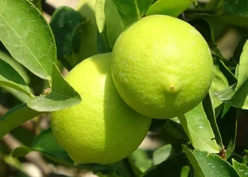 Üreticinin umudu depoluk limonda
