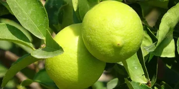 Üreticinin umudu depoluk limonda