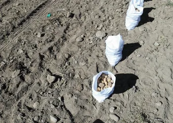 Nevşehir’de patates hasadı başladı