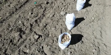 Nevşehir’de patates hasadı başladı