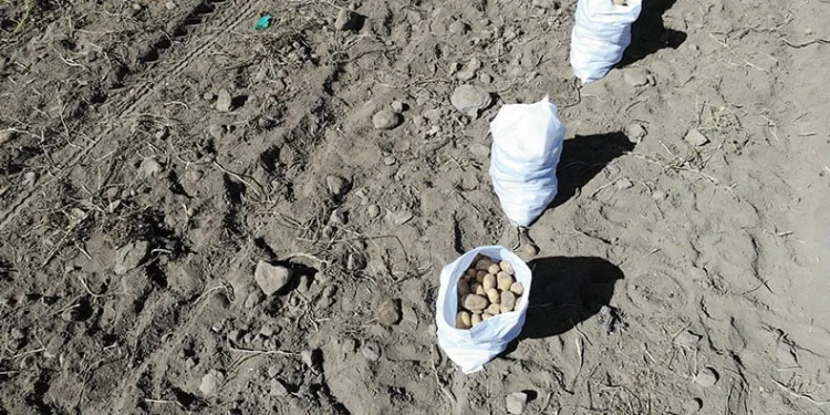 Nevşehir’de patates hasadı başladı
